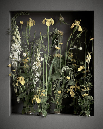 Gul Iris
