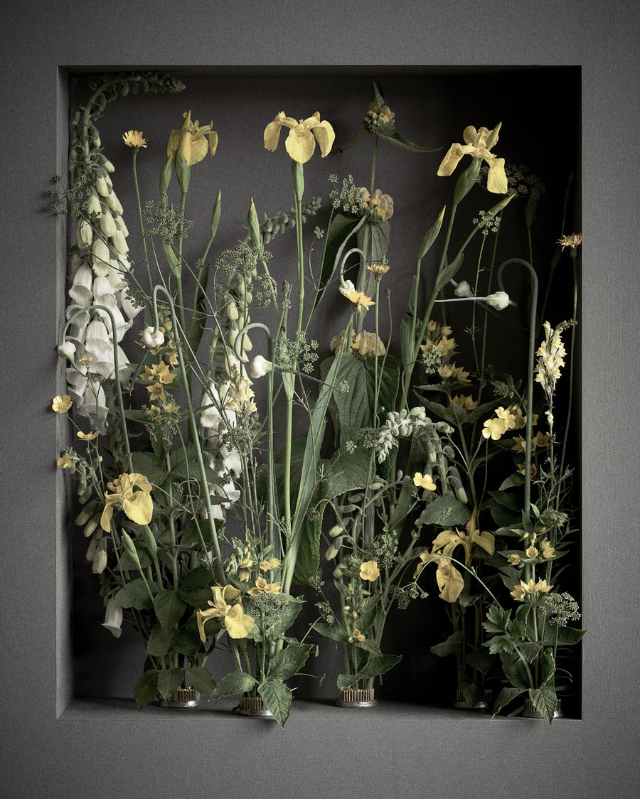 Gul Iris