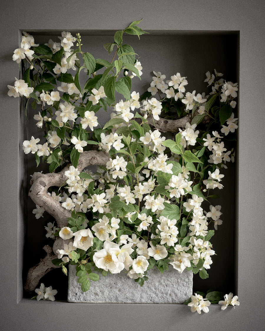 Uægte jasmin